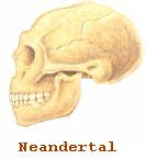 craneo neandertalensis.jpg (17401 bytes)